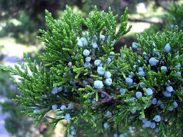 Можжевельник (Juniperus) Можжевельник (Juniperus)
