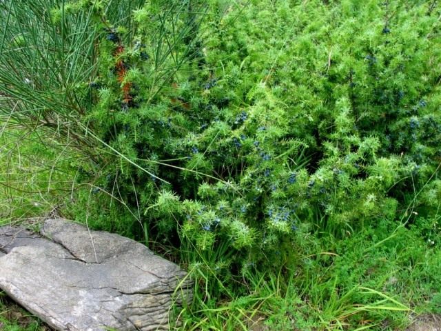 Можжевельник (Juniperus) Можжевельник (Juniperus)