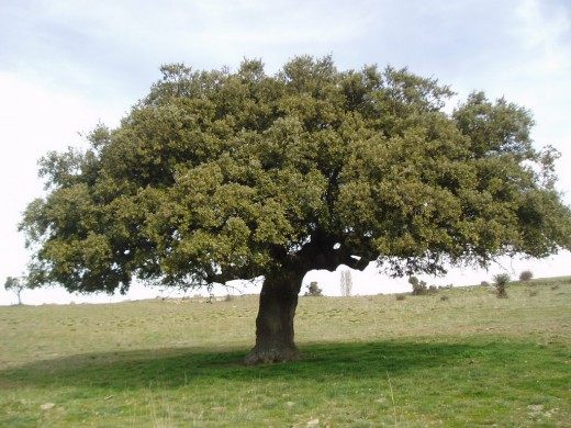 Дуб (Oak)