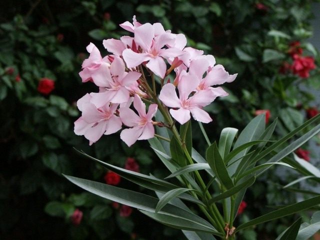 Олеандр (Nerium oleander) Олеандр (Nerium oleander)