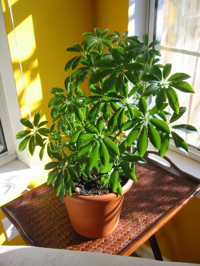 Шеффлера (Schefflera) Шеффлера (Schefflera)