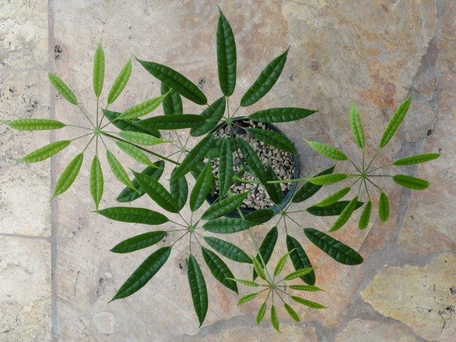 Шеффлера (Schefflera albidobracteata 'Starshine') Шеффлера (Schefflera albidobracteata 'Starshine')
