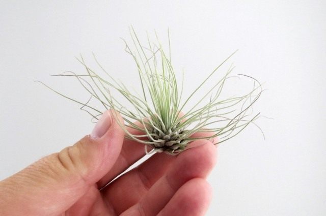 Тилландсия серебристая (Tillandsia argentea) Тилландсия серебристая (Tillandsia argentea)