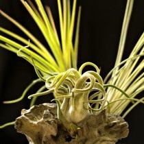 Тилландсия «Голова медузы» (Tillandsia caput-medusae) Тилландсия «Голова медузы» (Tillandsia caput-medusae)