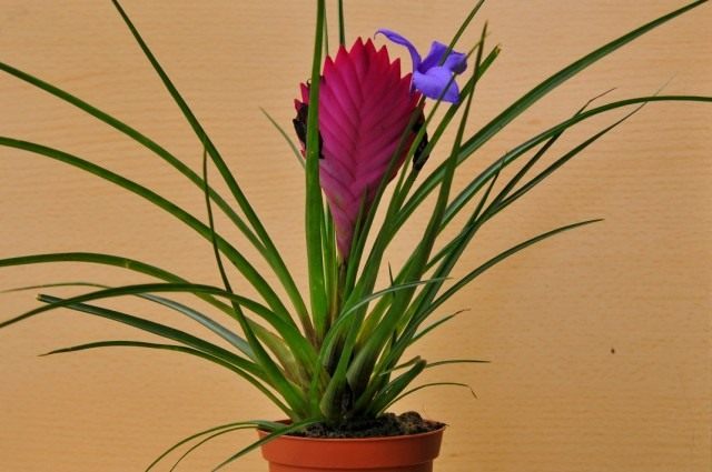 Тилландсия синяя (Tillandsia cyanea) Тилландсия синяя (Tillandsia cyanea)