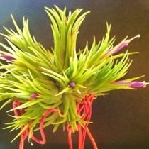 Тилландсия фиалкоцветковая (Tillandsia ionantha) Тилландсия фиалкоцветковая (Tillandsia ionantha)