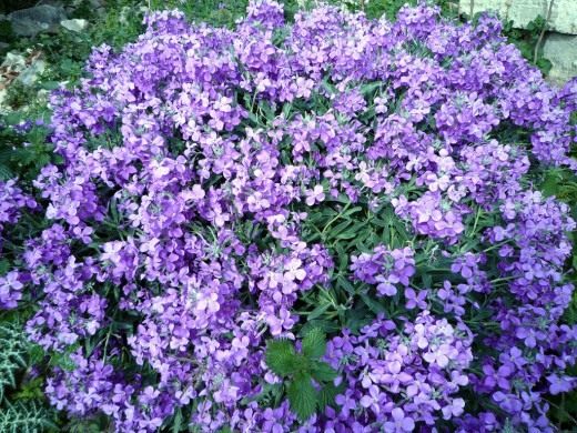 Левкой или Маттиола летнее (Matthiola incana)