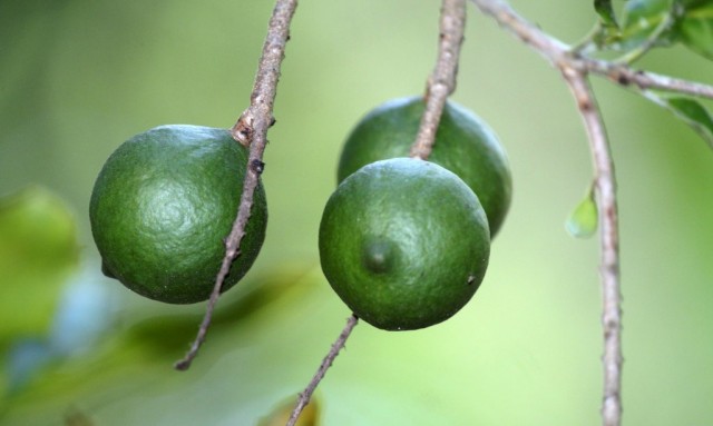Макадамия, или Австралийский орех (Macadamia) Макадамия, или Австралийский орех (Macadamia)