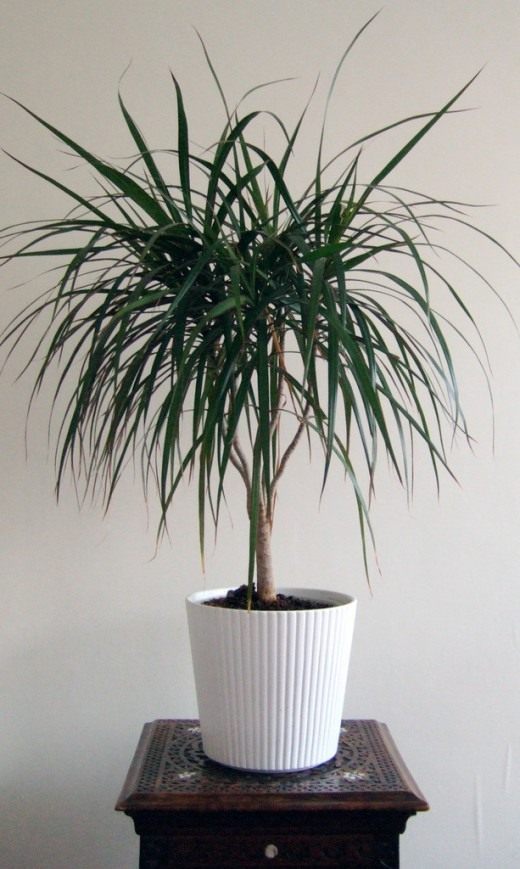 Драцена (Dracaena) Драцена (Dracaena)