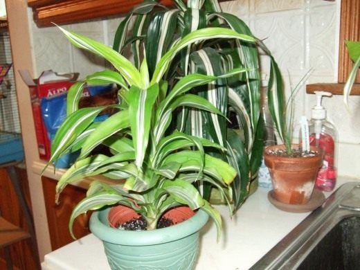 Драцена (Dracaena)