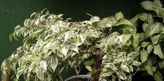 Фикус Бенджамина пёстролистная форма