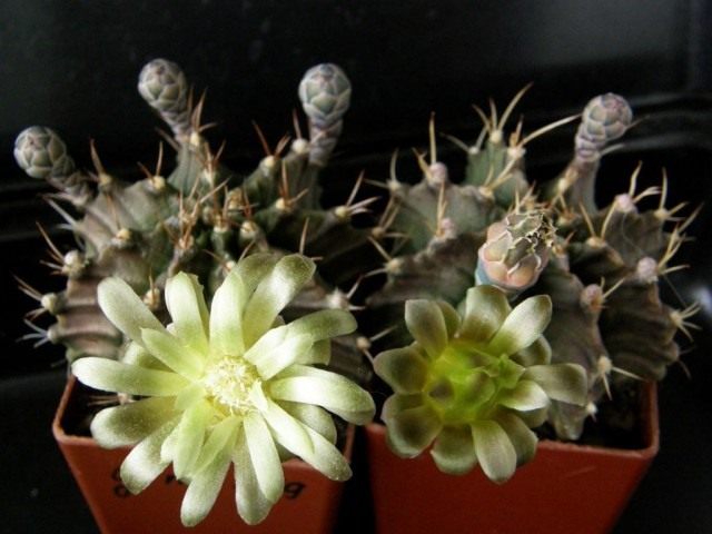 Гимнокалициум Михановича (Gymnocalycium mihanovichii) Гимнокалициум Михановича (Gymnocalycium mihanovichii)