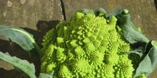 Капуста романеско (Brassica oleracea)