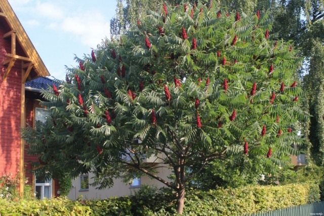 Сумах оленерогий, или Уксусное дерево (Rhus thyphina) Сумах оленерогий, или Уксусное дерево (Rhus thyphina)