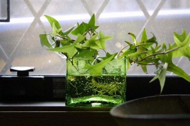 Хедера, или Плющ (Hedera) Хедера, или Плющ (Hedera)