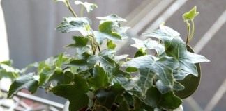 Хедера, или Плющ (Hedera)