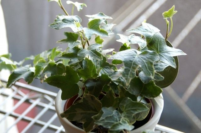 Хедера, или Плющ (Hedera) Хедера, или Плющ (Hedera)