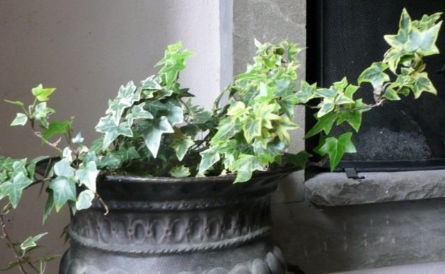 Хедера, или Плющ (Hedera) Хедера, или Плющ (Hedera)