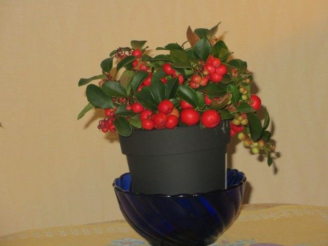 Гаультерия лежачая Гаультерия лежачая