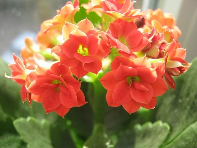Каланхоэ Блоссфельда (Kalanchoe blossfeldiana) Каланхоэ Блоссфельда (Kalanchoe blossfeldiana)