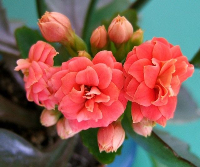 Каланхоэ Блоссфельда (Kalanchoe blossfeldiana) Каланхоэ Блоссфельда (Kalanchoe blossfeldiana)