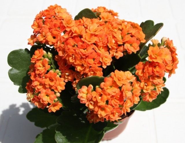Каланхоэ Блоссфельда (Kalanchoe blossfeldiana) Каланхоэ Блоссфельда (Kalanchoe blossfeldiana)