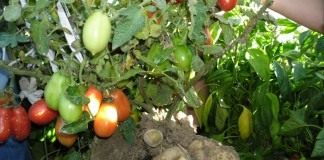 Томатокартофель (TomTato)