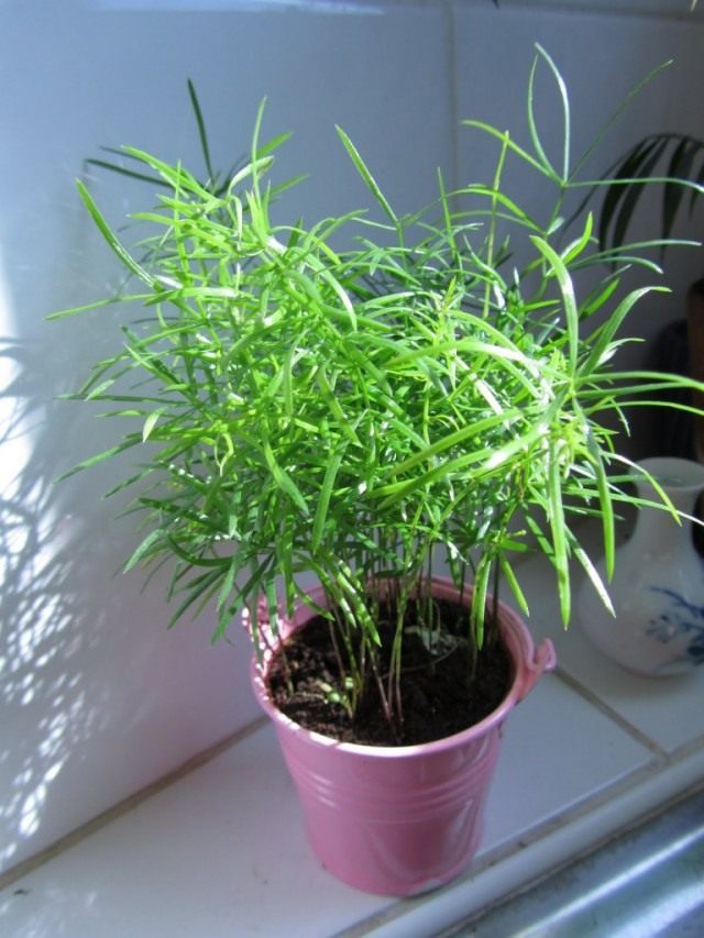 Аспарагус серповидный (Asparagus falcatus) Аспарагус серповидный (Asparagus falcatus)