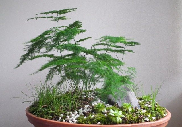 Аспарагус перистый (Asparagus setaceus) Аспарагус перистый (Asparagus setaceus)