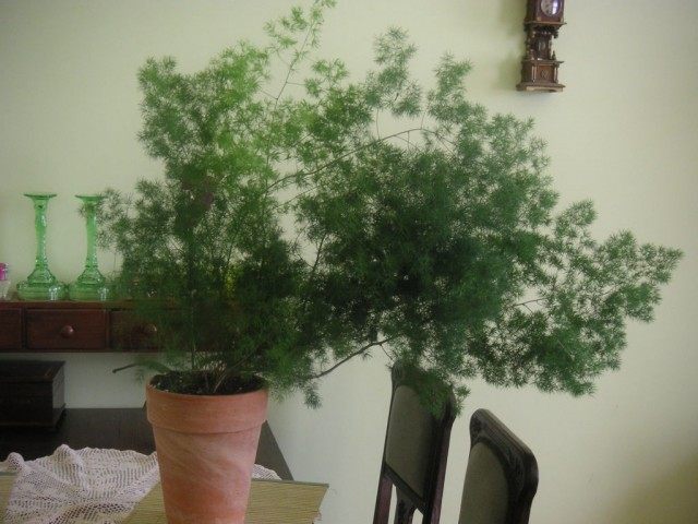 Аспарагус Зонтичный (Asparagus umbrellatus) Аспарагус Зонтичный (Asparagus umbrellatus)