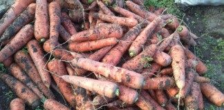 Морковь, готовая к закладке на хранение