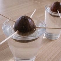 Семена авокадо, проращивание в воде Семена авокадо, проращивание в воде