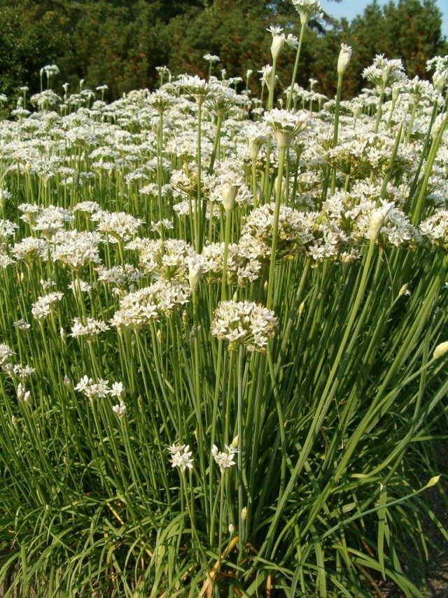 Лук клубневый, или клубненосный (Allium tuberosum) Лук клубневый, или клубненосный (Allium tuberosum)