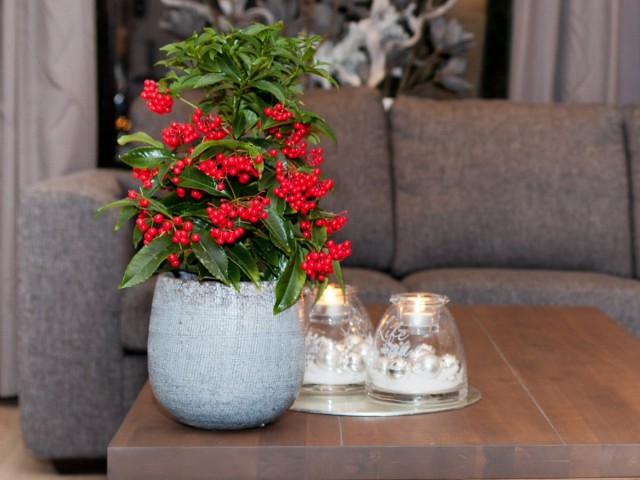 Ардизия, или Ардисия (Ardisia)