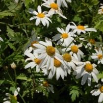 Аргирантемум перистораздельный подв. суккулентный (Argyranthemum pinnatifidum ssp. succulentum) Аргирантемум перистораздельный подв. суккулентный (Argyranthemum pinnatifidum ssp. succulentum)