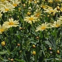 Аргирантемум мадерский (Argyranthemum maderense) Аргирантемум мадерский (Argyranthemum maderense)