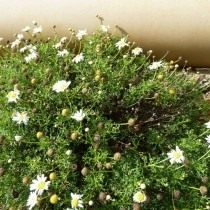 Аргирантемум фенхелевидный (Argyranthemum foeniculaceum) Аргирантемум фенхелевидный (Argyranthemum foeniculaceum)