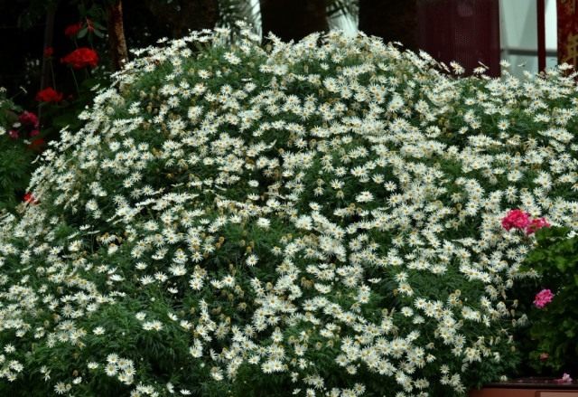 Аргирантемум кустарниковый, хризантема кустарниковая (Argyranthemum frutescens) Аргирантемум кустарниковый, хризантема кустарниковая (Argyranthemum frutescens)
