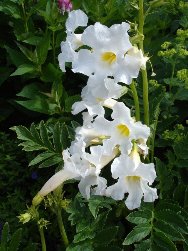 Инкарвиллея Делавея (Incarvillea delavayi)