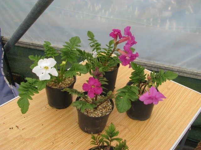 Инкарвиллея Делавея (Incarvillea delavayi)