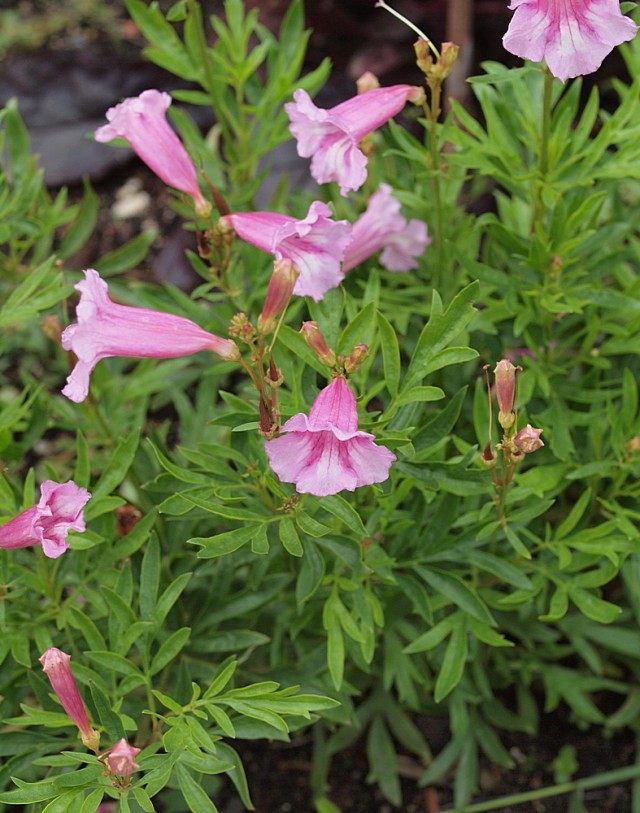 Инкарвиллея китайская (Incarvillea sinensis)
