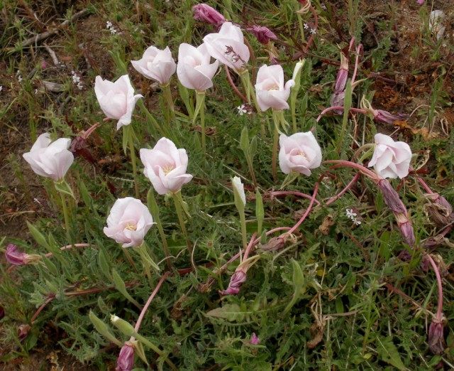 Ослинник бесстебельный, или Энотера бесстебельная (Oenothera acaulis) Ослинник бесстебельный, или Энотера бесстебельная (Oenothera acaulis)