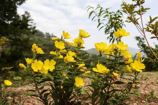 Ослинник кустарниковый, или Энотера кустарниковая (Oenothera fruticosa) Ослинник кустарниковый, или Энотера кустарниковая (Oenothera fruticosa)