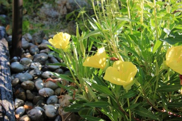 Ослинник миссурийский, или Энотера миссурийская (Oenothera missouriensis) Ослинник миссурийский, или Энотера миссурийская (Oenothera missouriensis)