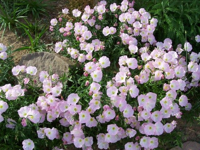Ослинник красивый, или Энотера красивая (Oenothera speciosa) Ослинник красивый, или Энотера красивая (Oenothera speciosa)