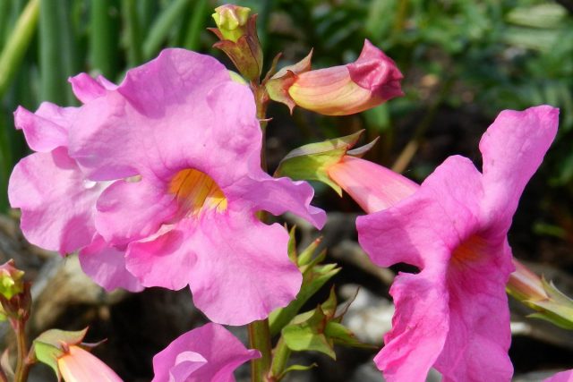 Инкарвиллея Майра (Incarvillea mairei)