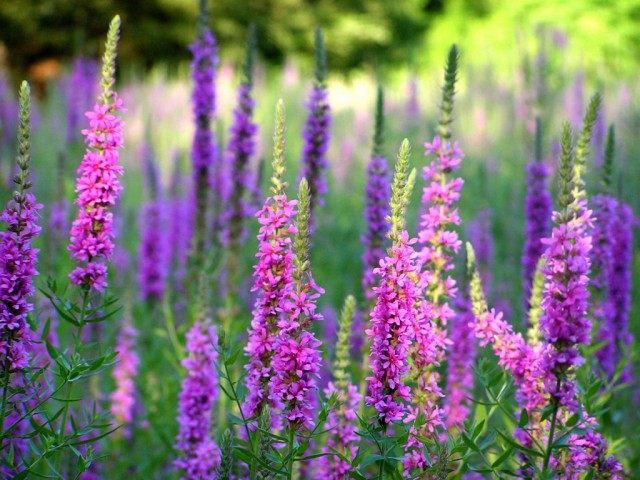 Дербенник иволистный, или Плакун-трава (Lythrum salicaria) Дербенник иволистный, или Плакун-трава (Lythrum salicaria)