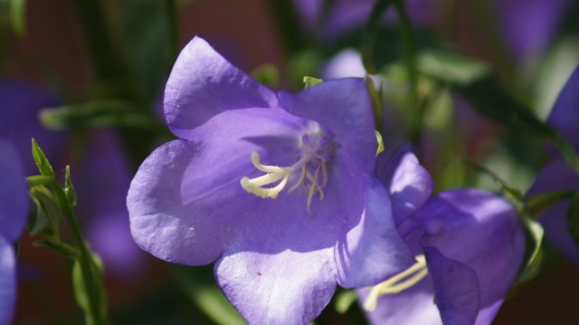 Колокольчик карпатский (Campanula carpatica) Колокольчик карпатский (Campanula carpatica)