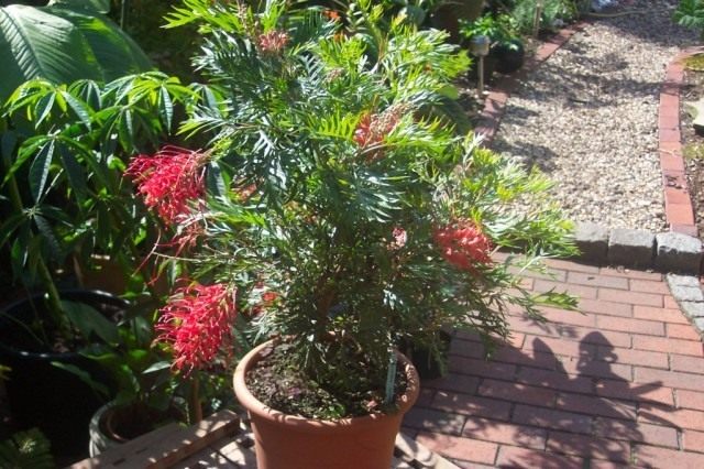 Гревиллея Бенкса (Grevillea banksii) Гревиллея Бенкса (Grevillea banksii)