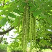 Мужские цветки (серёжки) ореха маньчжурского Мужские цветки (серёжки) ореха маньчжурского